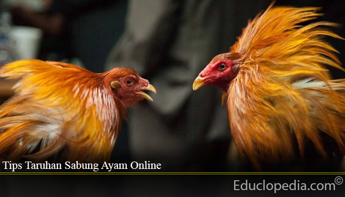 Tips Taruhan Sabung Ayam Online