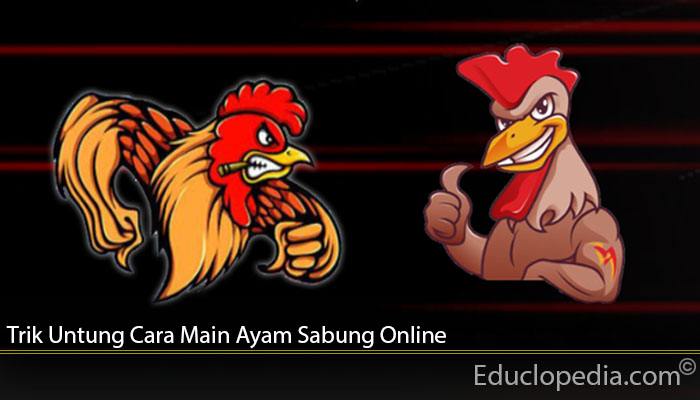 Trik Untung Cara Main Ayam Sabung Online